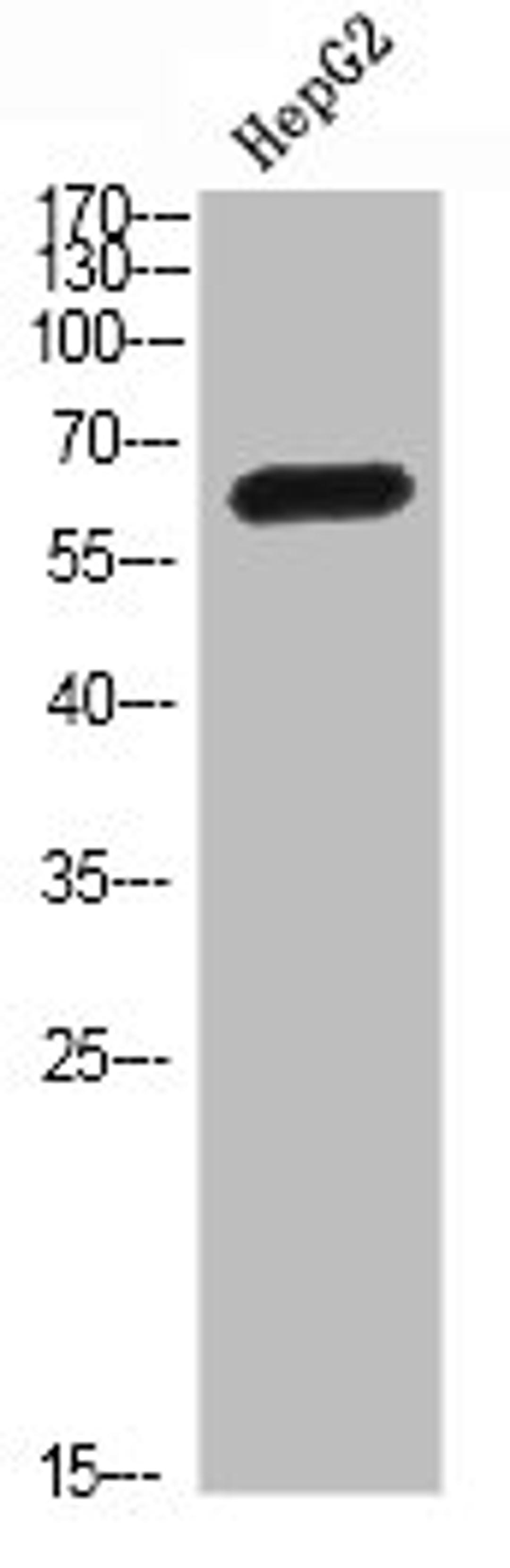 Western Blot analysis of HEPG2 cells using MIA2 Polyclonal Antibody diluted at 1:500. Secondary antibody  was diluted at 1:20000