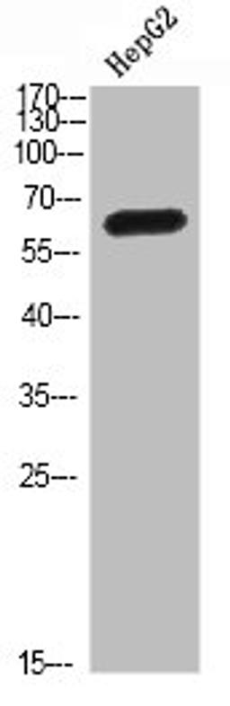 Western Blot analysis of HEPG2 cells using MIA2 Polyclonal Antibody diluted at 1:500. Secondary antibody  was diluted at 1:20000