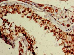 Immunohistochemistry of paraffin-embedded human testis tissue using CSB-PA026680LA01HU at dilution of 1:100