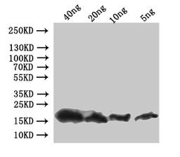 Western Blot. Positive WB detected in: recombinant protein. All lanes:pop-1 Antibody at 1:1000. Secondary. Goat polyclonal to rabbit IgG at 1/50000 dilution. Predicted band size: 20 kDa. Observed band size: 20 kDa. 