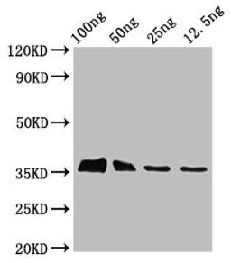 Western Blot. Positive WB detected in Recombinant protein. All lanes: BLLF3 antibody at 3.3µg/ml. Secondary. Goat polyclonal to rabbit IgG at 1/50000 dilution. Predicted band size: 35 kDa. Observed band size: 35 kDa