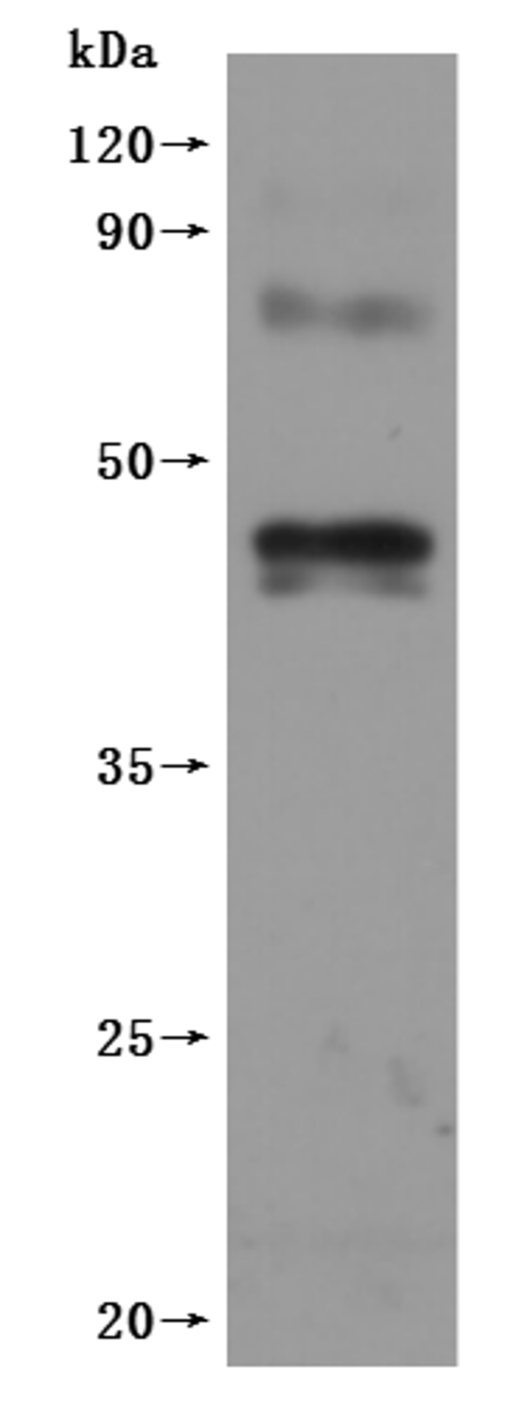 CSB-MP005678HU is detected by Mouse anti-6*His monoclonal antibody.