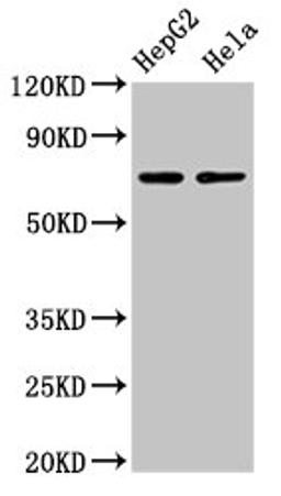 Western Blot. Positive WB detected in: HepG2 whole cell lysate, Hela whole cell lysate. All lanes: AMFR antibody at 4µg/ml. Secondary. Goat polyclonal to rabbit IgG at 1/50000 dilution. Predicted band size: 73 kDa. Observed band size: 73 kDa