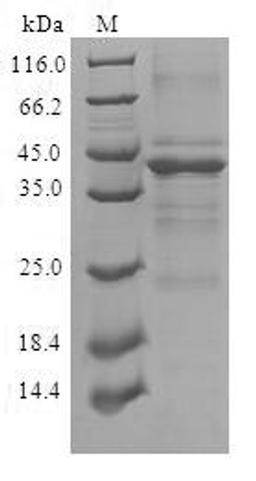 (Tris-Glycine gel) Discontinuous SDS-PAGE (reduced) with 5% enrichment gel and 15% separation gel.