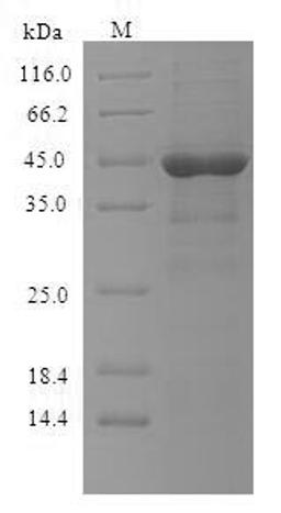 (Tris-Glycine gel) Discontinuous SDS-PAGE (reduced) with 5% enrichment gel and 15% separation gel.