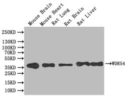 Western blot. All lanes: WD repeat-containing protein 54 at 2ug/ml + Mouse stomach tissue. Secondary. Goat polyclonal to rabbit IgG at 1/10000 dilution. Predicted band size: 36 kDa. Observed band size: 36 kDa. 