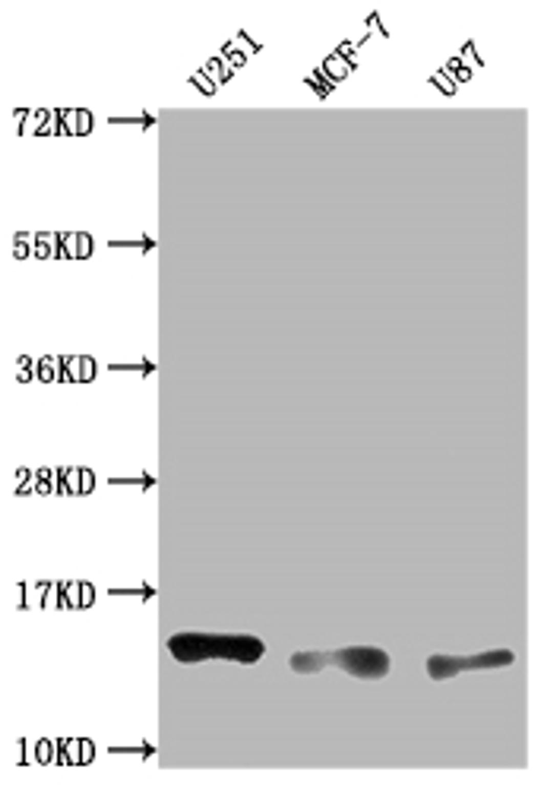 Western Blot. Positive WB detected in: U251 whole cell lysate, MCF-7 whole cell lysate, U87 whole cell lysate. All lanes: TNFRSF12A antibody at 1:2000. Secondary. Goat polyclonal to rabbit IgG at 1/50000 dilution. Predicted band size: 14, 11 kD. Observed band size: 14 kDa. 