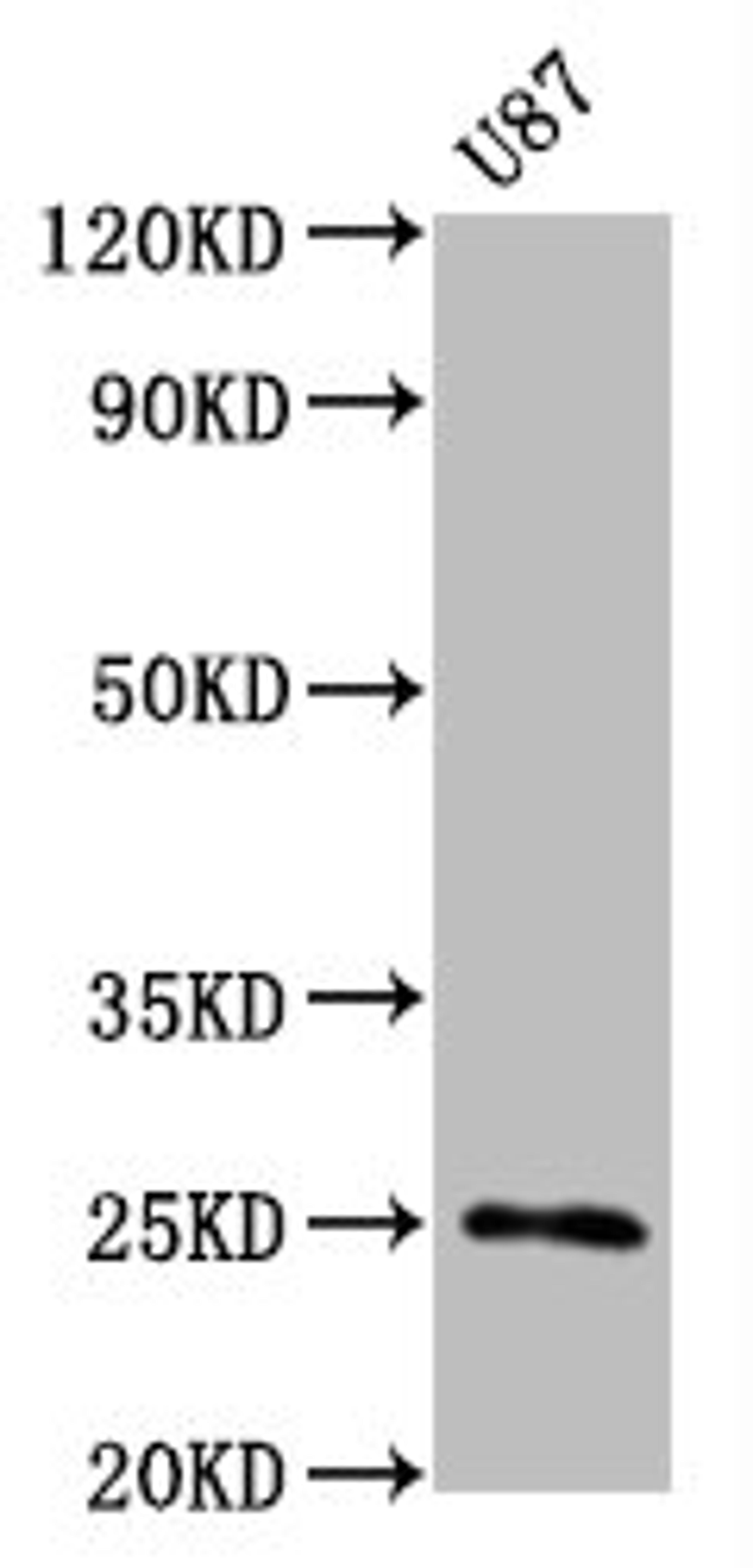 Western Blot. Positive WB detected in U87 whole cell lysate. All lanes CD9 antibody at 0.55μg/ml. Secondary. Goat polyclonal to rabbit IgG at 1/50000 dilution. Predicted band size: 25 KDa. Observed band size: 25 KDa.