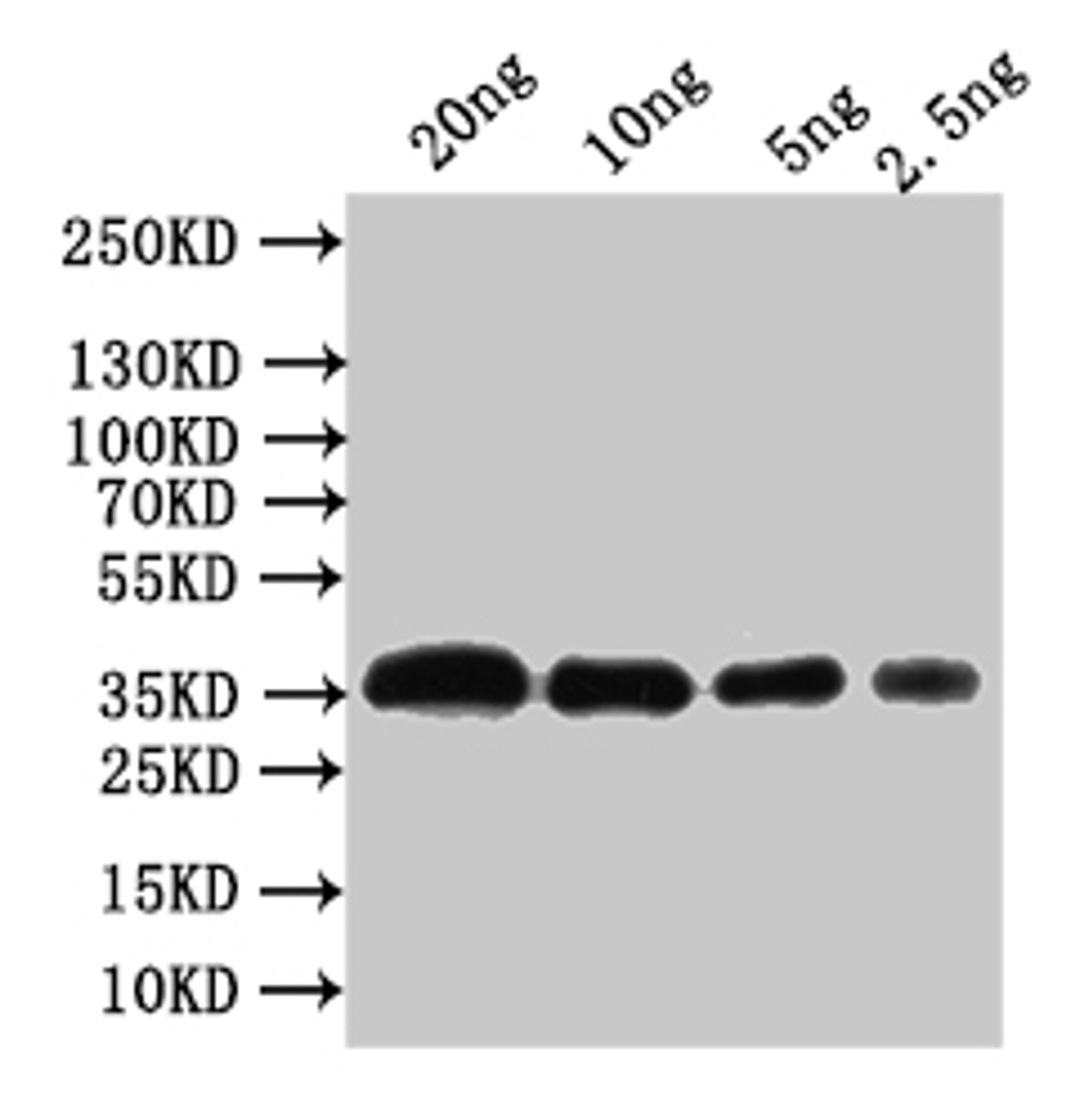 Western Blot. Positive WB detected in: recombinant protein. All lanes:Outer capsid glycoprotein VP7 Antibody at 1:1000. Secondary. Goat polyclonal to rabbit IgG at 1/50000 dilution. Predicted band size: 36 kDa. Observed band size: 36 kDa. 
