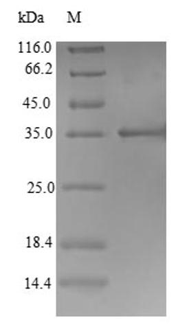 (Tris-Glycine gel) Discontinuous SDS-PAGE (reduced) with 5% enrichment gel and 15% separation gel.