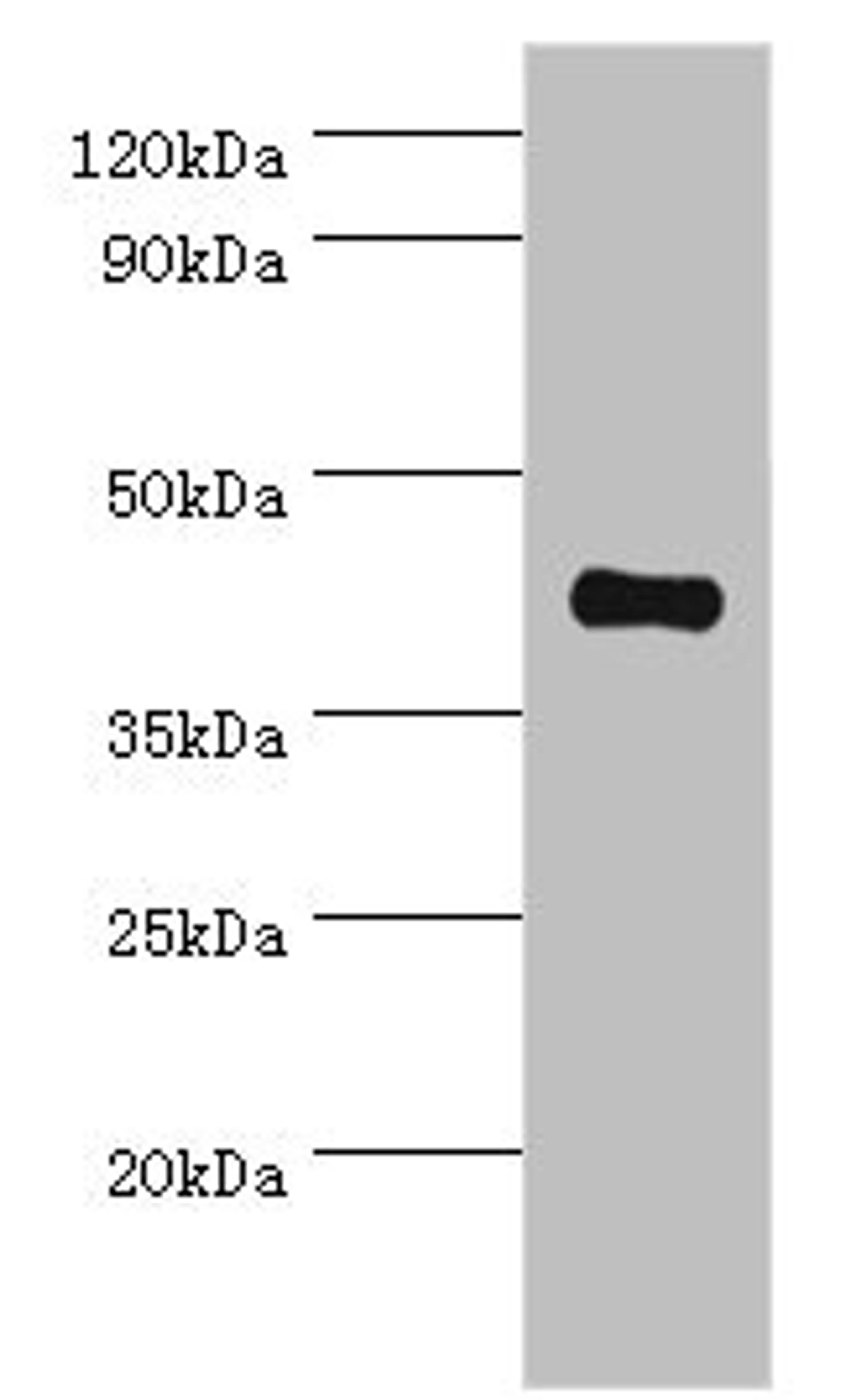 Western blot. All lanes: Somatostatin receptor type 4 antibody at 8ug/ml + HepG2 whole cell lysate. Secondary. Goat polyclonal to rabbit IgG at 1/10000 dilution. Predicted band size: 42 kDa. Observed band size: 42 kDa. 