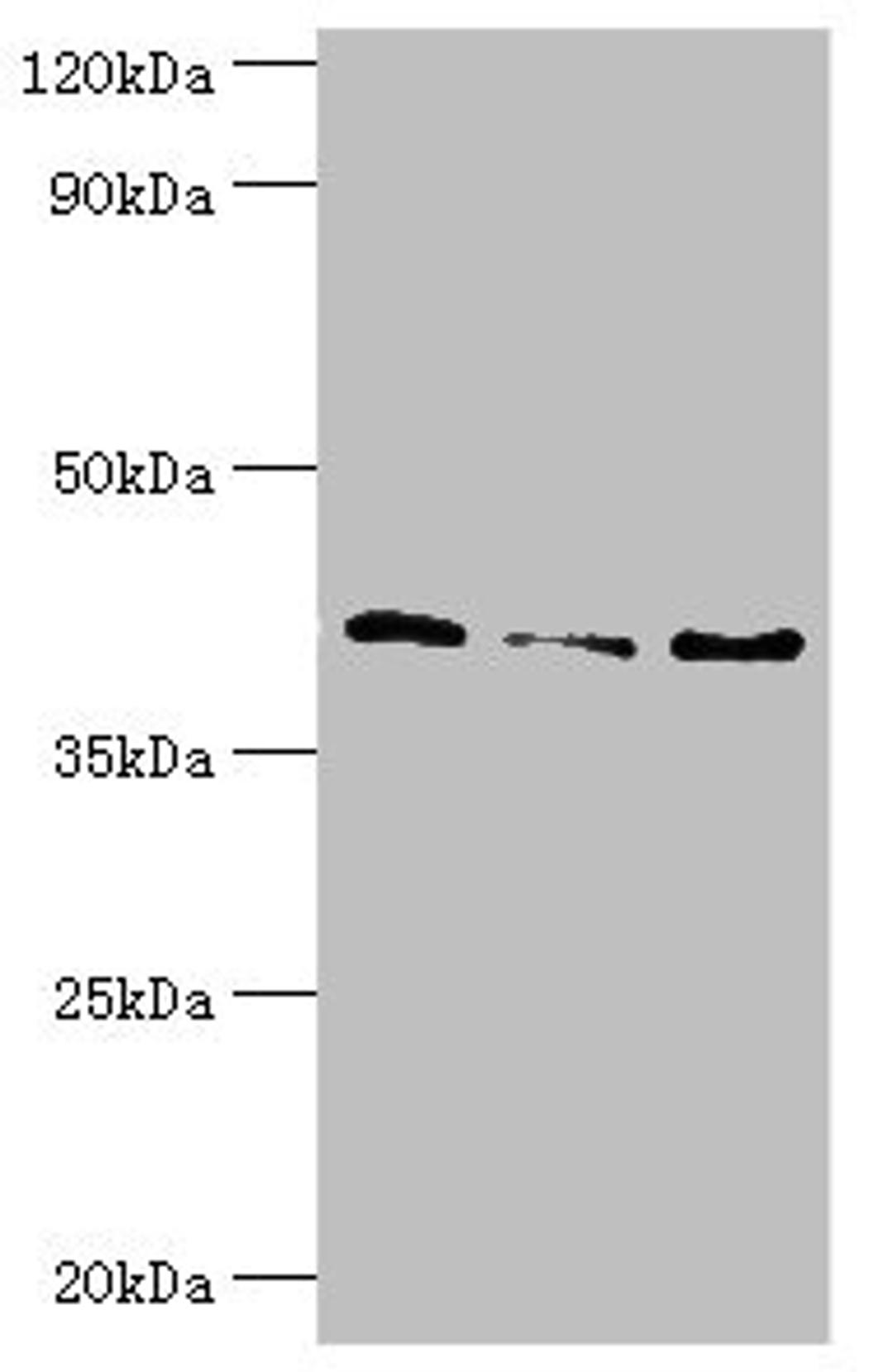 Western blot. All lanes: Serpin B5 antibody at 10ug/ml. Lane 1: HepG2 whole cell lysate. Lane 2: Hela whole cell lysate. Lane 3: A431 whole cell lysate. Secondary. Goat polyclonal to rabbit IgG at 1/10000 dilution. Predicted band size: 43, 26 kDa. Observed band size: 43 kDa. 