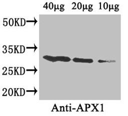 Western Blot. Positive WB detected in: Arabidopsis thaliana (40µg, 20µg, 10µg). All lanes: APX1 antibody at 4µg/ml. Secondary. Goat polyclonal to rabbit IgG at 1/50000 dilution. Predicted band size: 28 kDa. Observed band size: 28 kDa