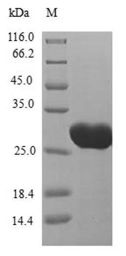 (Tris-Glycine gel) Discontinuous SDS-PAGE (reduced) with 5% enrichment gel and 15% separation gel.