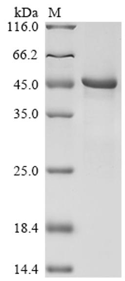 (Tris-Glycine gel) Discontinuous SDS-PAGE (reduced) with 5% enrichment gel and 15% separation gel.