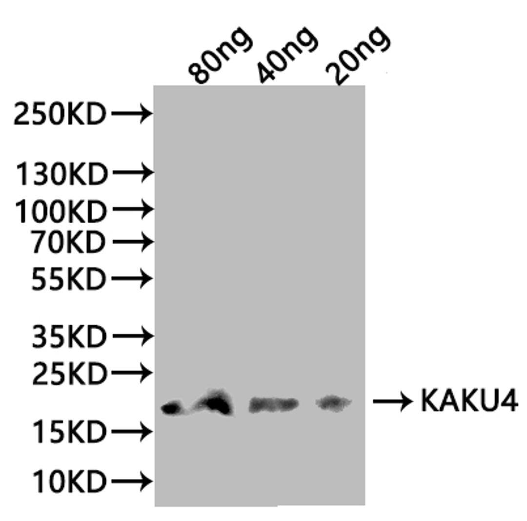 Western Blot. Positive WB detected in: recombinant protein. All lanes:KAKU4 Antibody at 1:1000. Secondary. Goat polyclonal to rabbit IgG at 1/20000 dilution. Predicted band size: 18.6 kDa. Observed band size: 19 kDa. 
