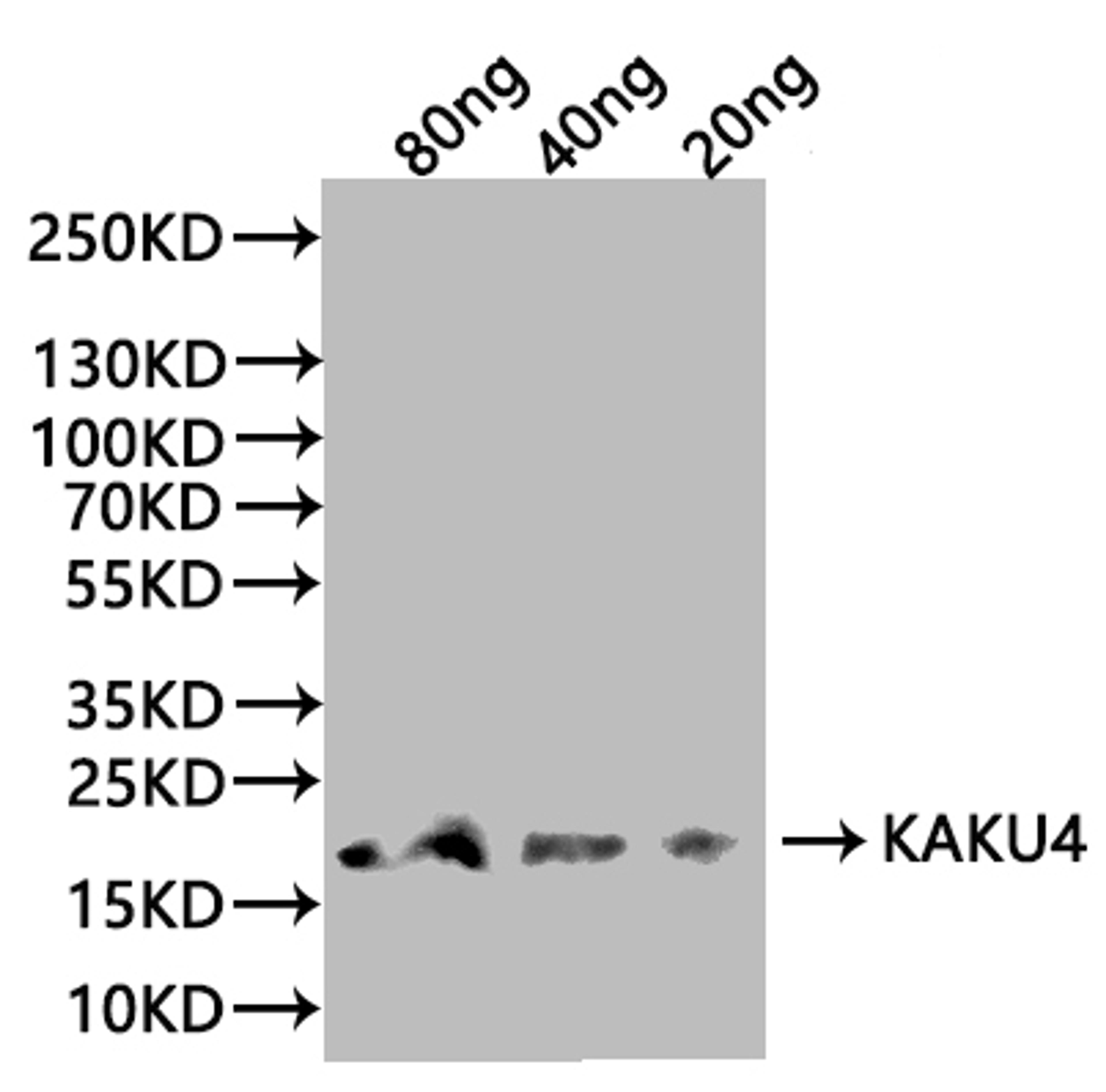 Western Blot. Positive WB detected in: recombinant protein. All lanes:KAKU4 Antibody at 1:1000. Secondary. Goat polyclonal to rabbit IgG at 1/20000 dilution. Predicted band size: 18.6 kDa. Observed band size: 19 kDa. 