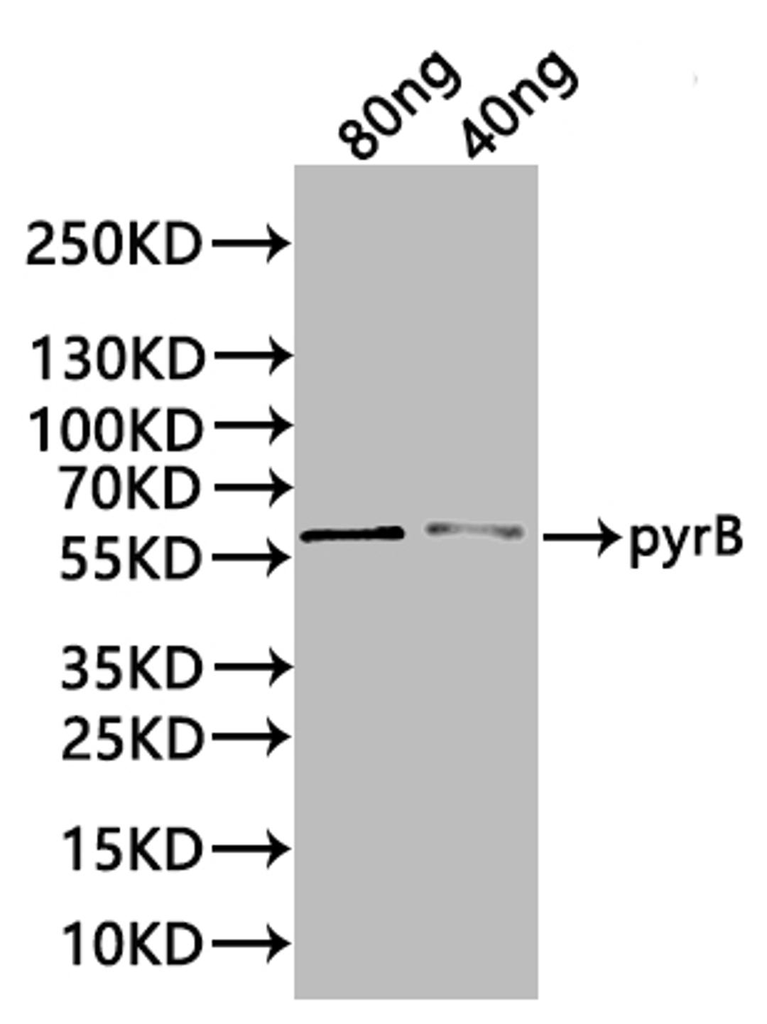 Western Blot. Positive WB detected in: recombinant protein. All lanes:pyrB Antibody at 1:1000. Secondary. Goat polyclonal to rabbit IgG at 1/20000 dilution. Predicted band size: 58 kDa. Observed band size: 58 kDa. 