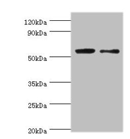 Western blot. All lanes: PGD antibody at 2µg/ml. Lane 1: EC109 whole cell lysate. Lane 2: 293T whole cell lysate. Secondary. Goat polyclonal to rabbit IgG at 1/15000 dilution. Predicted band size: 54, 52 kDa. Observed band size: 54 kDa