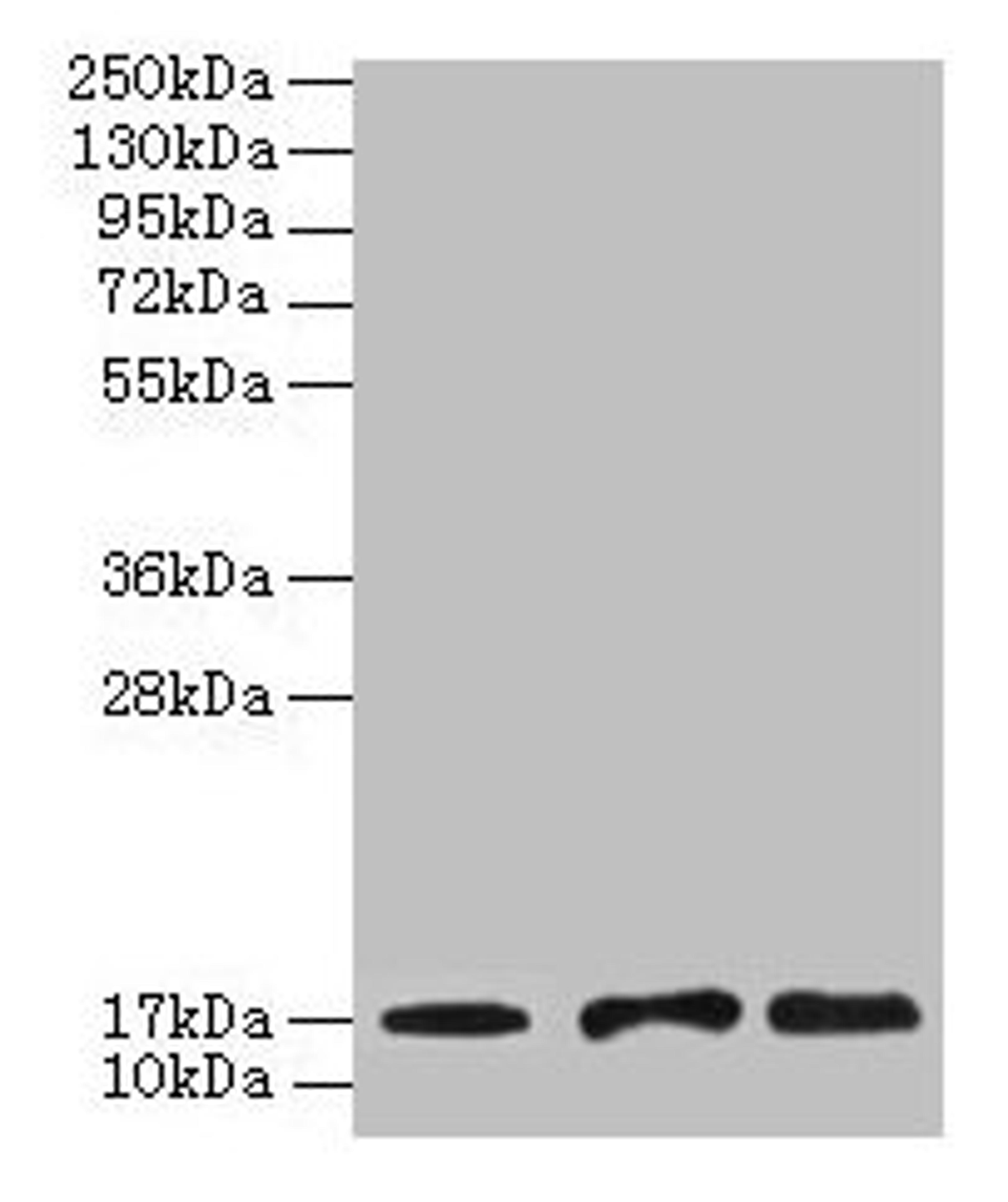 Western blot. All lanes: UBE2D1 antibody at 2µg/ml. Lane 1: Mouse thymus tissue. Lane 2: NIH/3T3 whole cell lysate. Lane 3: Jurkat whole cell lysate. Secondary. Goat polyclonal to rabbit IgG at 1/10000 dilution. Predicted band size: 17 kDa. Observed band size: 17 kDa
