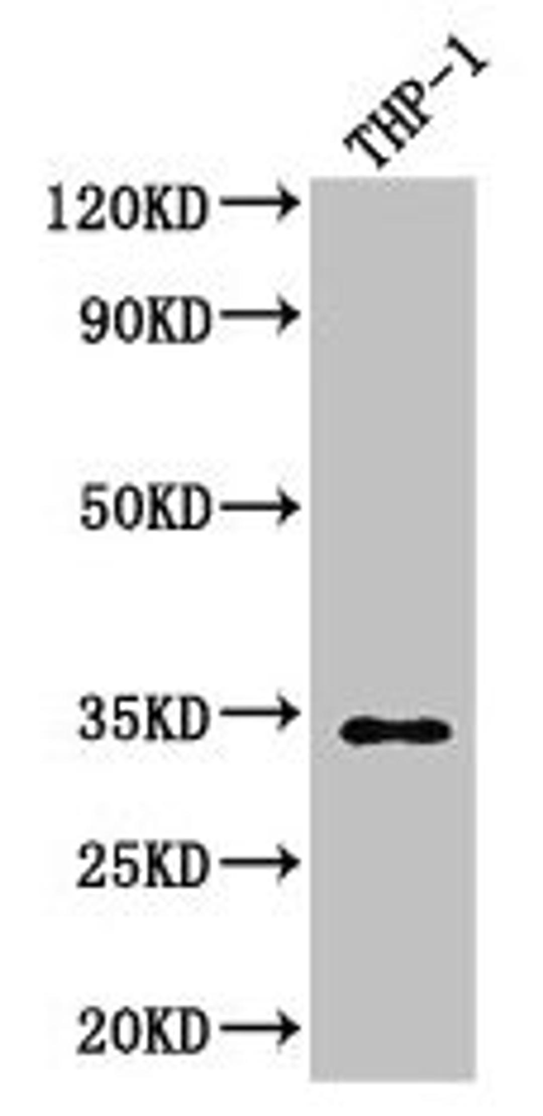 Western Blot. Positive WB detected in: THP-1 whole cell lysate. All lanes: CAPZA1 antibody at 3µg/ml. Secondary. Goat polyclonal to rabbit IgG at 1/50000 dilution. Predicted band size: 33 kDa. Observed band size: 33 kDa