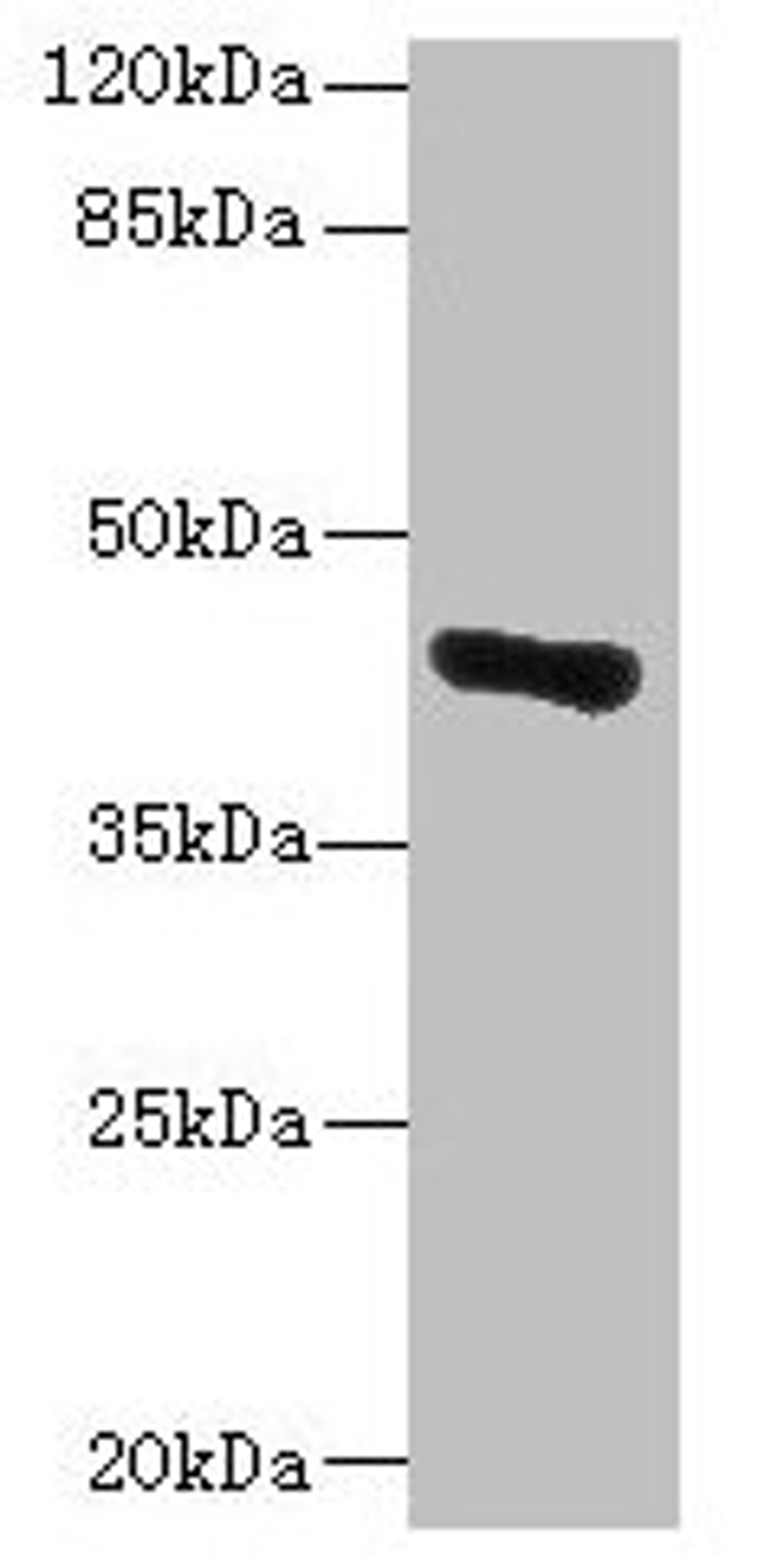 Western blot. All lanes: GLT8D1 antibody at 10µg/ml + Mouse liver tissue. Secondary. Goat polyclonal to rabbit IgG at 1/10000 dilution. Predicted band size: 42, 29 kDa. Observed band size: 42 kDa