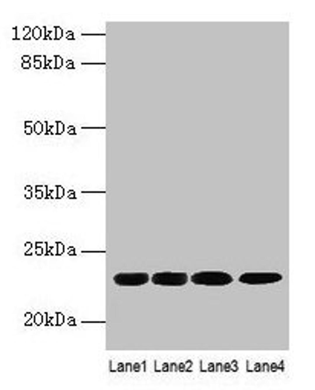 Western blot. All lanes: CBX5 antibody at 9µg/ml. Lane 1: K562 whole cell lysate. Lane 2: MCF-7 whole cell lysate. Lane 3: 293T whole cell lysate. Lane 4: Hela whole cell lysate. Secondary. Goat polyclonal to rabbit IgG at 1/10000 dilution. Predicted band size: 23 kDa. Observed band size: 23 kDa