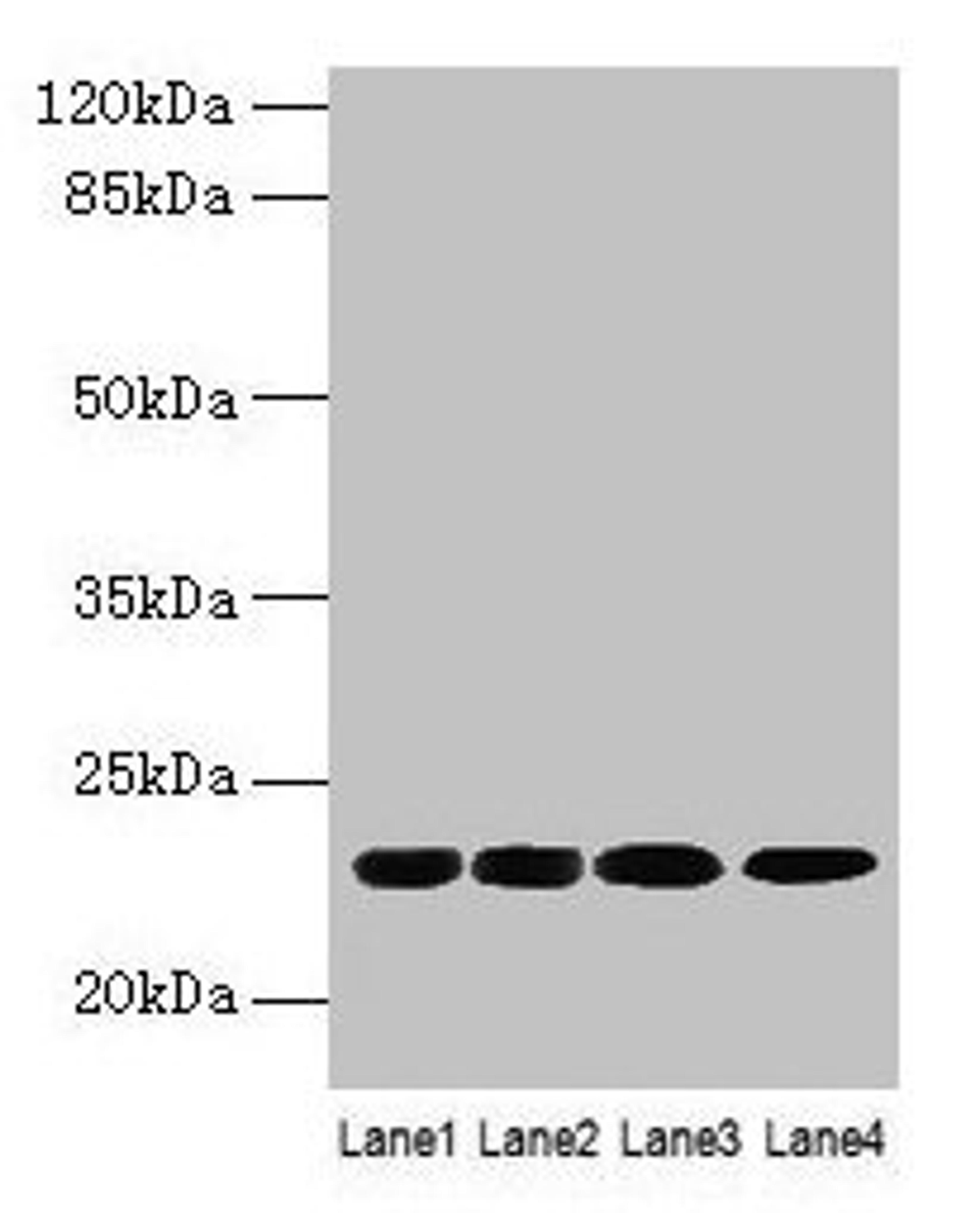 Western blot. All lanes: CBX5 antibody at 9µg/ml. Lane 1: K562 whole cell lysate. Lane 2: MCF-7 whole cell lysate. Lane 3: 293T whole cell lysate. Lane 4: Hela whole cell lysate. Secondary. Goat polyclonal to rabbit IgG at 1/10000 dilution. Predicted band size: 23 kDa. Observed band size: 23 kDa