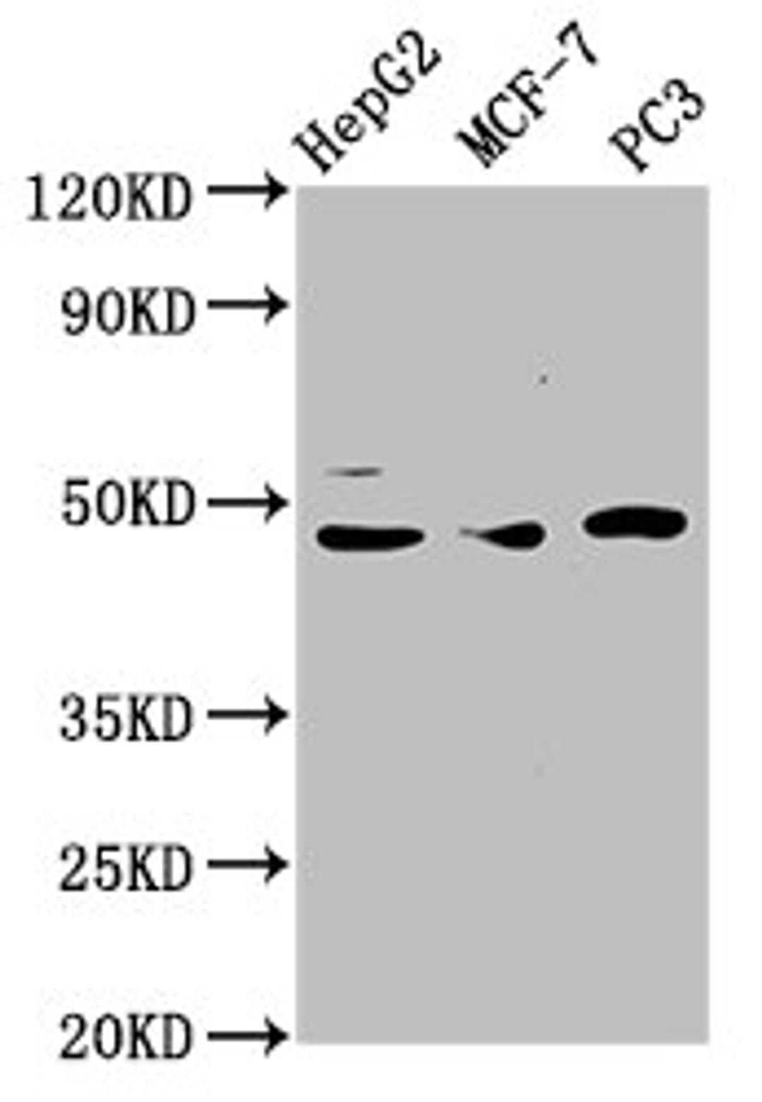 Western Blot. Positive WB detected in: HepG2 whole cell lysate, MCF-7 whole cell lysate, PC-3 whole cell lysate. All lanes: TEAD1 antibody at 3.6µg/ml. Secondary. Goat polyclonal to rabbit IgG at 1/50000 dilution. Predicted band size: 48 kDa. Observed band size: 48 kDa