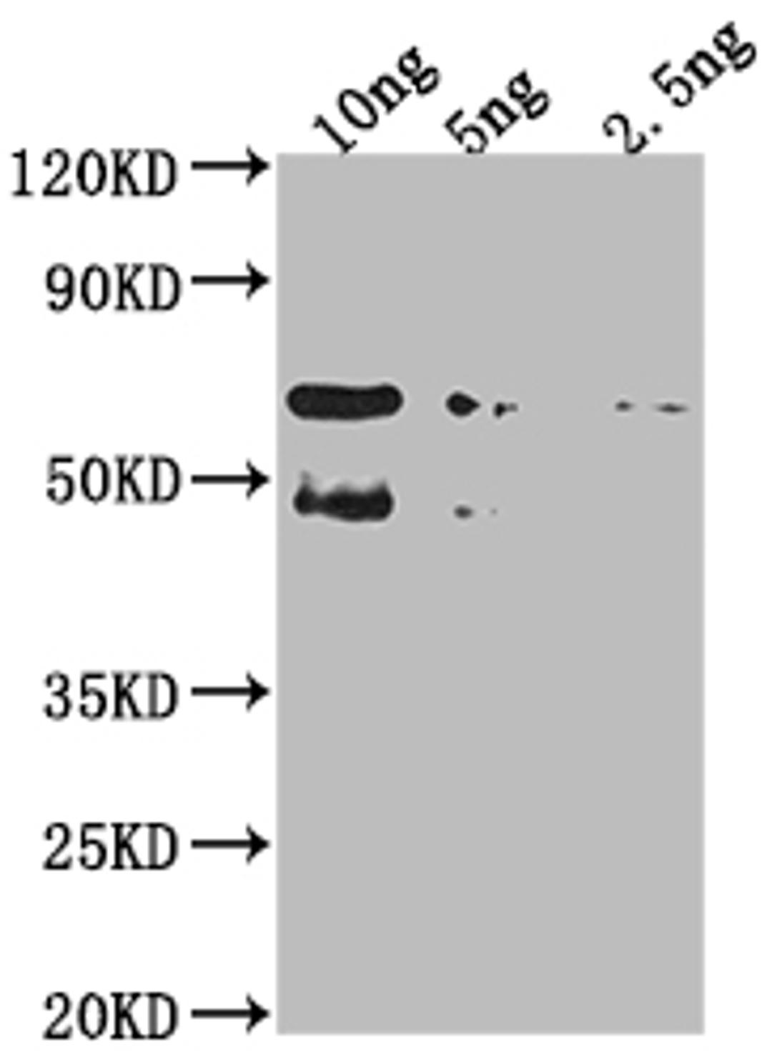 Western Blot. Positive WB detected in Recombinant protein. All lanes: TFC4 antibody at 1:2000. Secondary. Goat polyclonal to rabbit IgG at 1/50000 dilution. Predicted band size: 54.9 kDa. Observed band size: 61 kDa. 