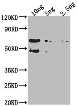 Western Blot. Positive WB detected in Recombinant protein. All lanes: TFC4 antibody at 1:2000. Secondary. Goat polyclonal to rabbit IgG at 1/50000 dilution. Predicted band size: 54.9 kDa. Observed band size: 61 kDa. 