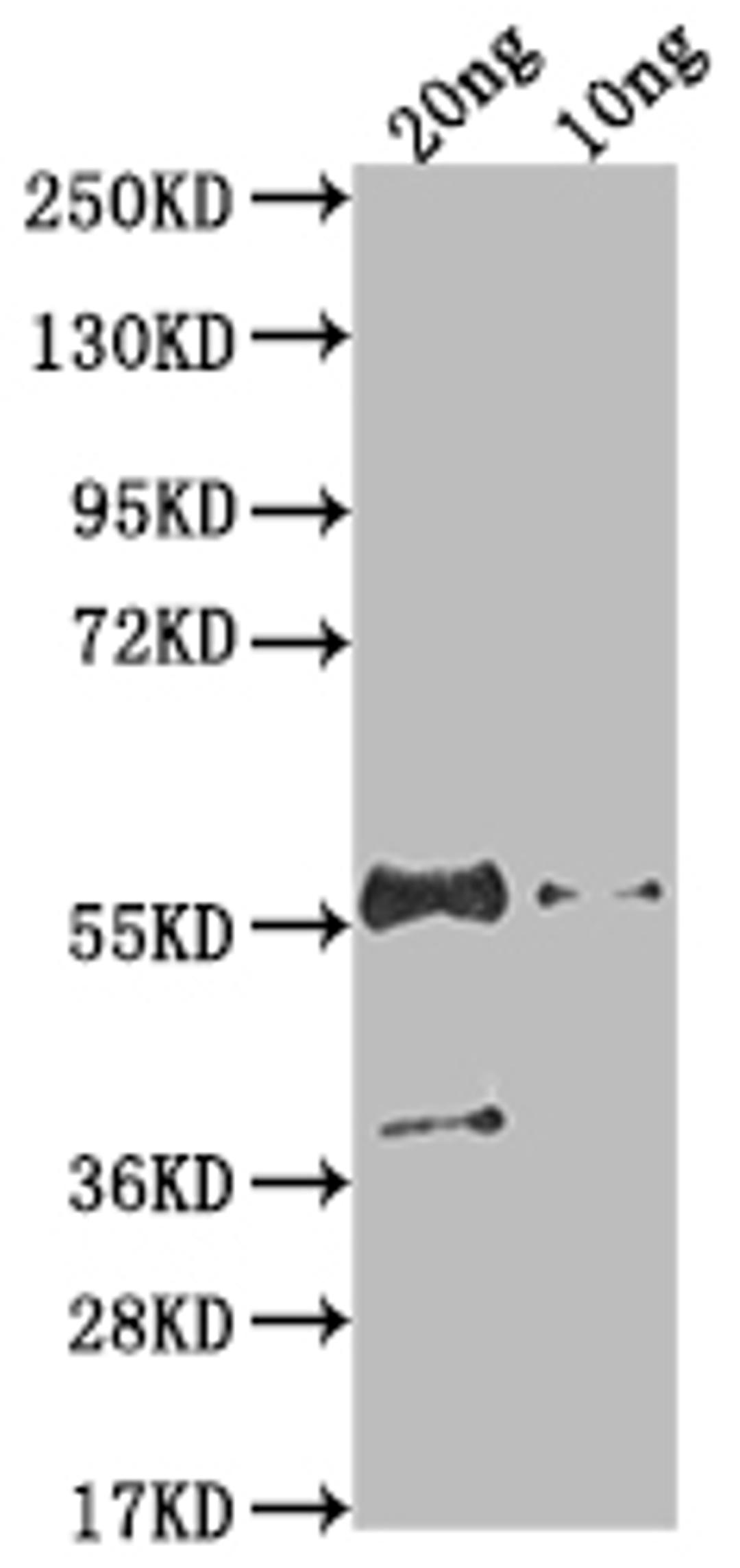 Western Blot. Positive WB detected in Recombinant protein. All lanes: N antibody at 1:2000. Secondary. Goat polyclonal to rabbit IgG at 1/50000 dilution. Predicted band size: 45.9 kDa. Observed band size: 55 kDa. 