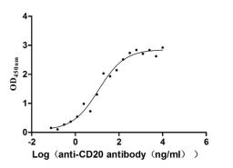 The Binding Activity of Human MS4A1 with Anti-MS4A1 recombinant antibody. Activity: Measured by its binding ability in a functional ELISA. Immobilized Human MS4A1 (CSB-MP015007HU) at 5 μg/mL can bind Anti-MS4A1 recombinant antibody, the EC<sub>50</sub> is 6.959-19.70 ng/mL.