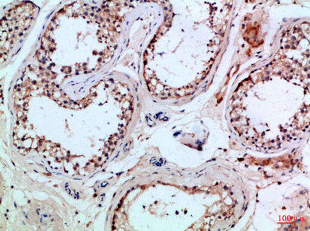 Immunohistochemical analysis of paraffin-embedded Human-testis, antibody was diluted at 1:100