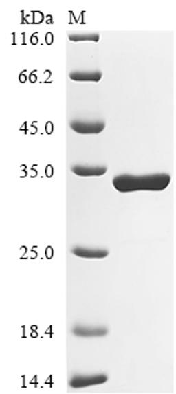(Tris-Glycine gel) Discontinuous SDS-PAGE (reduced) with 5% enrichment gel and 15% separation gel.