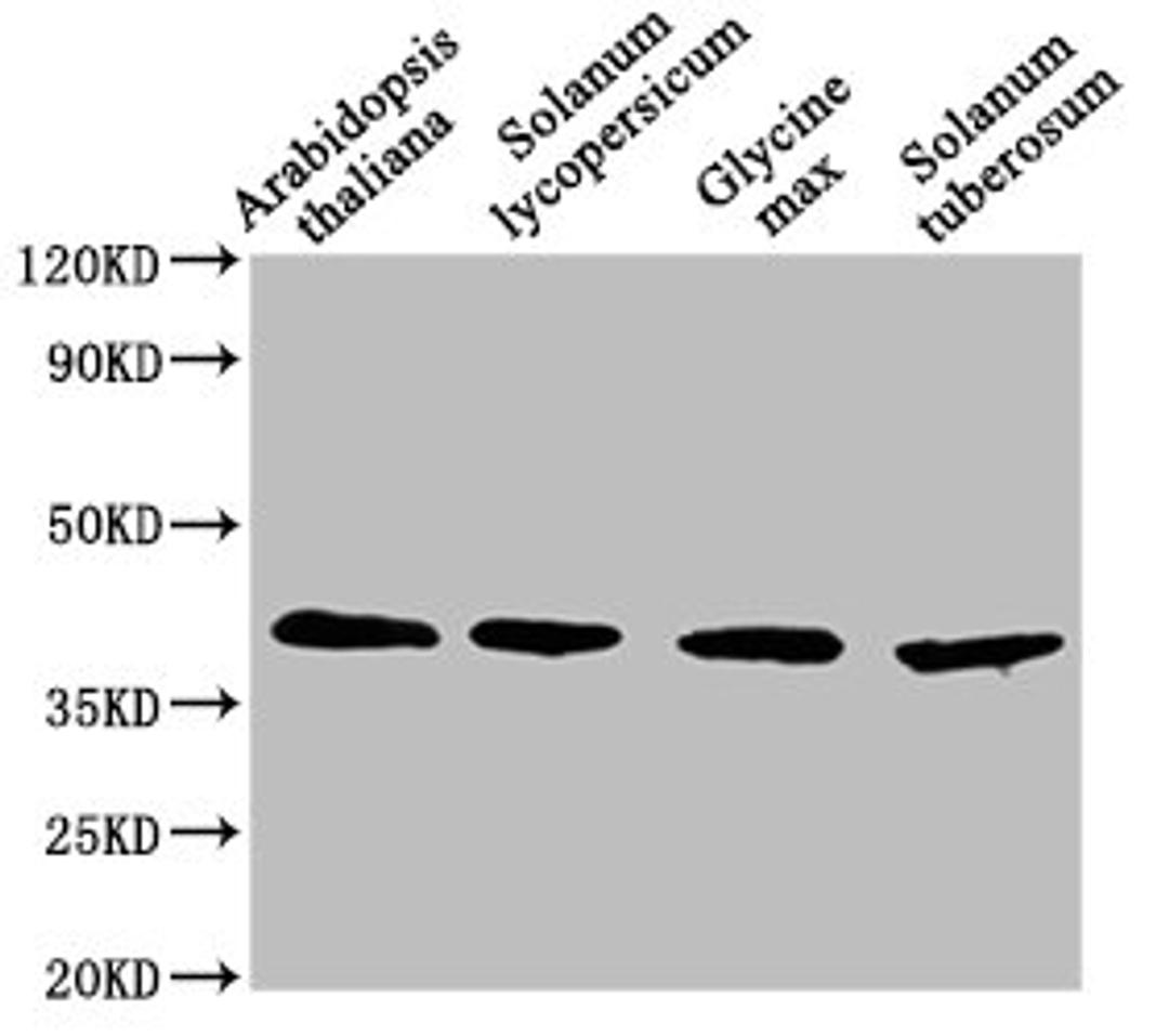 Western Blot. Positive WB detected in: Arabidopsis thaliana leaf tissue, Solanum lycopersicum leaf tissue, Glycine max leaf tissue, Solanum tuberosum leaf tissue. All lanes: AOX1A antibody at 1:1500. Secondary. Goat polyclonal to rabbit IgG at 1/50000 dilution. Predicted band size: 40 kDa. Observed band size: 40 kDa