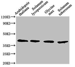 Western Blot. Positive WB detected in: Arabidopsis thaliana leaf tissue, Solanum lycopersicum leaf tissue, Glycine max leaf tissue, Solanum tuberosum leaf tissue. All lanes: AOX1A antibody at 1:1500. Secondary. Goat polyclonal to rabbit IgG at 1/50000 dilution. Predicted band size: 40 kDa. Observed band size: 40 kDa