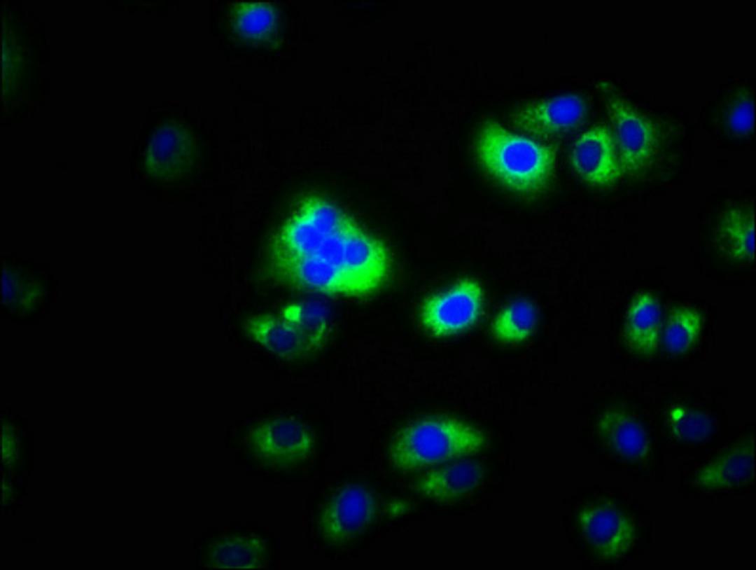 Immunofluorescence staining of A549 cells with CSB-PA822248LA01HU at 1:100, counter-stained with DAPI. The cells were fixed in 4% formaldehyde, permeabilized using 0.2% Triton X-100 and blocked in 10% normal Goat Serum. The cells were then incubated with the antibody overnight at 4&deg;C. The secondary antibody was Alexa Fluor 488-congugated AffiniPure Goat Anti-Rabbit IgG(H+L).