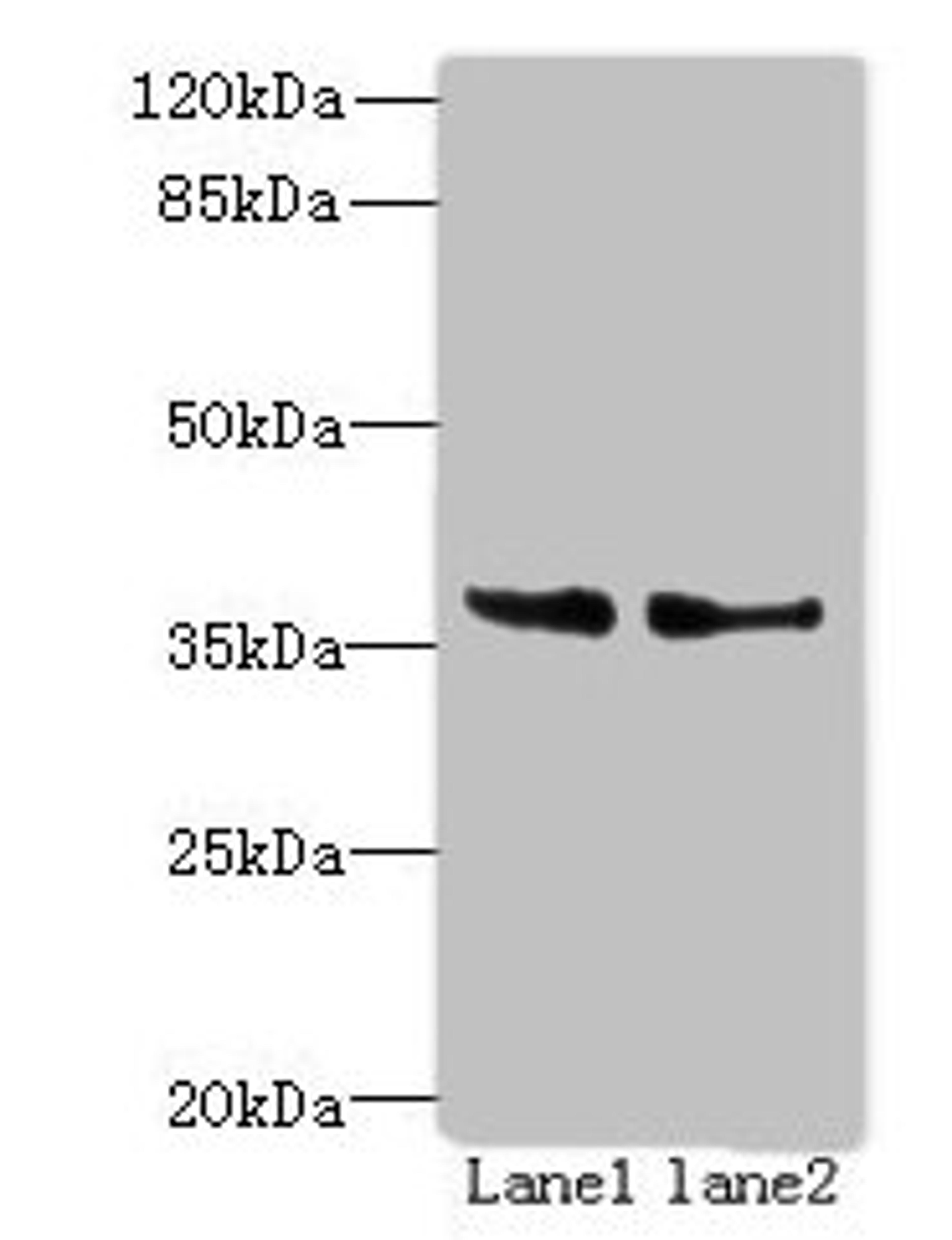 Western blot. All lanes: POLR3F antibody at 8ug/ml. Lane 1: Hela whole cell lysate. Lane 2: HepG2 whole cell lysate. Secondary. Goat polyclonal to rabbit IgG at 1/10000 dilution. Predicted band size: 36 kDa. Observed band size: 36 kDa. 