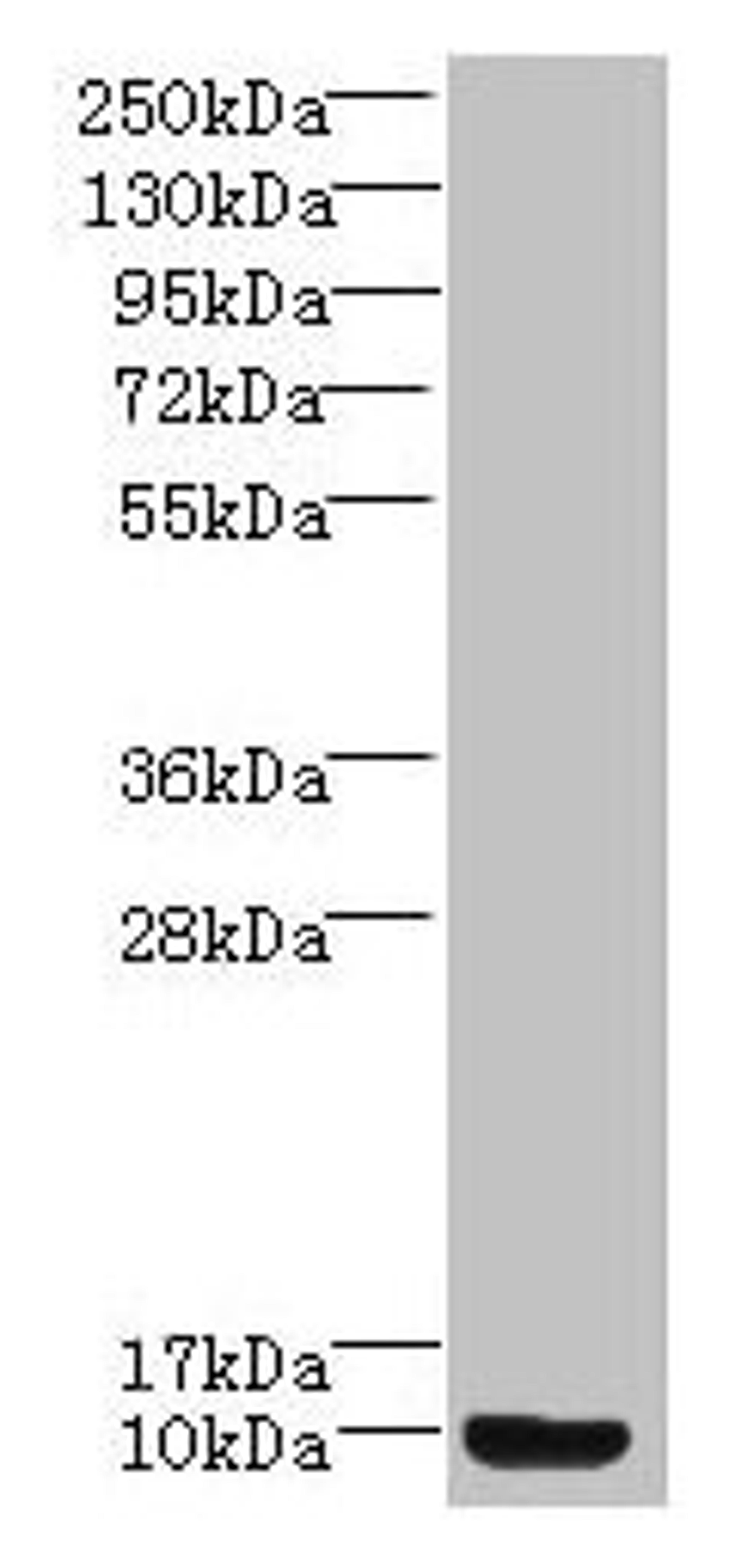 Western blot. All lanes: Prok2 antibody at 3ug/ml + Mouse small intestine tissue. Secondary. Goat polyclonal to rabbit IgG at 1/10000 dilution. Predicted band size: 15, 12, 9 kDa. Observed band size: 9 kDa. 