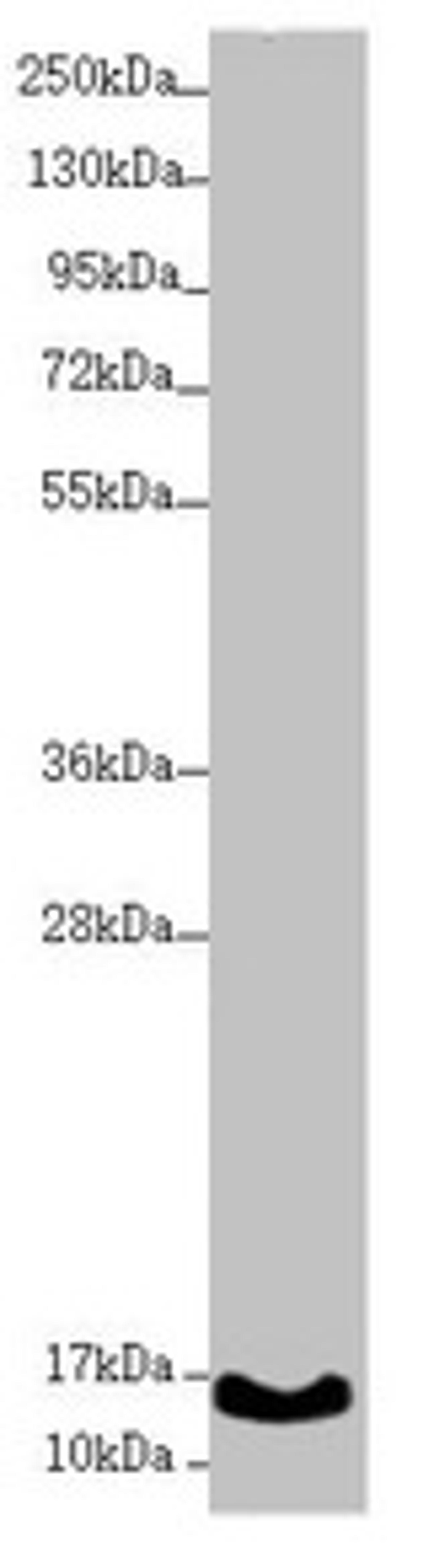 Western blot. All lanes: UQCC2 antibody at 1.74µg/ml + A431 whole cell lysate. Secondary. Goat polyclonal to rabbit IgG at 1/10000 dilution. Predicted band size: 15 kDa. Observed band size: 15 kDa