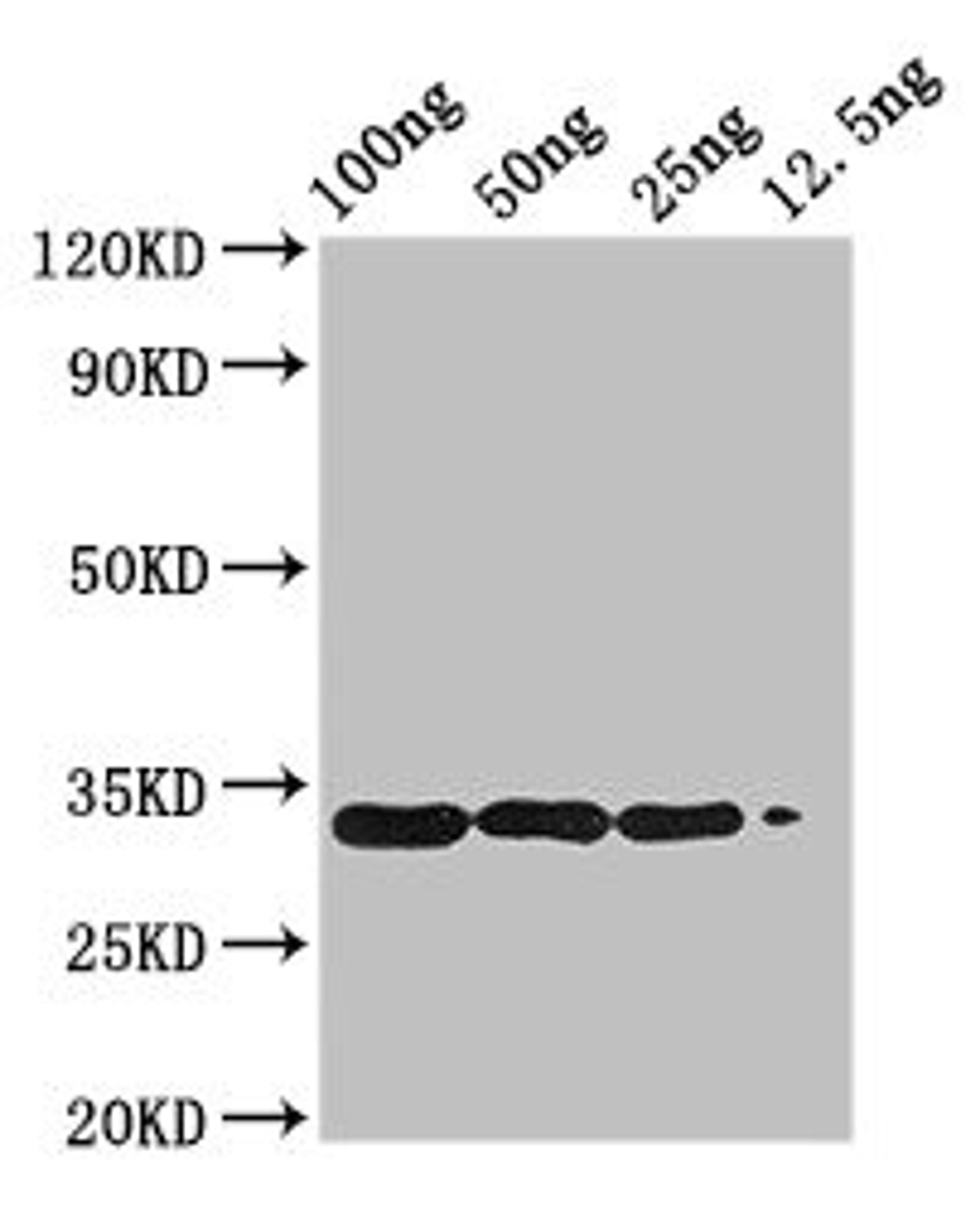 Western Blot. Positive WB detected in Recombinant protein. All lanes: BETVIA antibody at 2.8µg/ml. Secondary. Goat polyclonal to rabbit IgG at 1/50000 dilution. Predicted band size: 34 kDa. Observed band size: 34 kDa