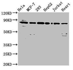 Western Blot. Positive WB detected in: Hela whole cell lysate, MCF-7 whole cell lysate, 293 whole cell lysate, HepG2 whole cell lysate, Jurkat whole cell lysate, Mouse heart tissue. All lanes: LETM1 antibody at 6.5µg/ml. Secondary. Goat polyclonal to rabbit IgG at 1/50000 dilution. Predicted band size: 84, 30, 34 kDa. Observed band size: 84 kDa