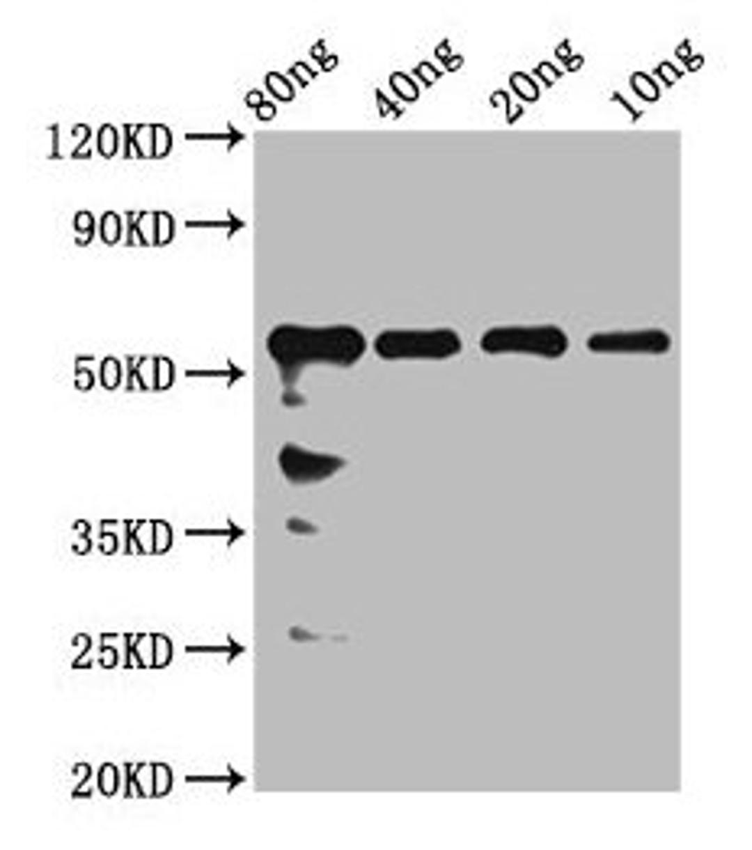 Western Blot. Positive WB detected in Recombinant protein. All lanes: rhoaa antibody at 2.4µg/ml. Secondary. Goat polyclonal to rabbit IgG at 1/50000 dilution. Predicted band size: 51 kDa. Observed band size: 56 kDa
