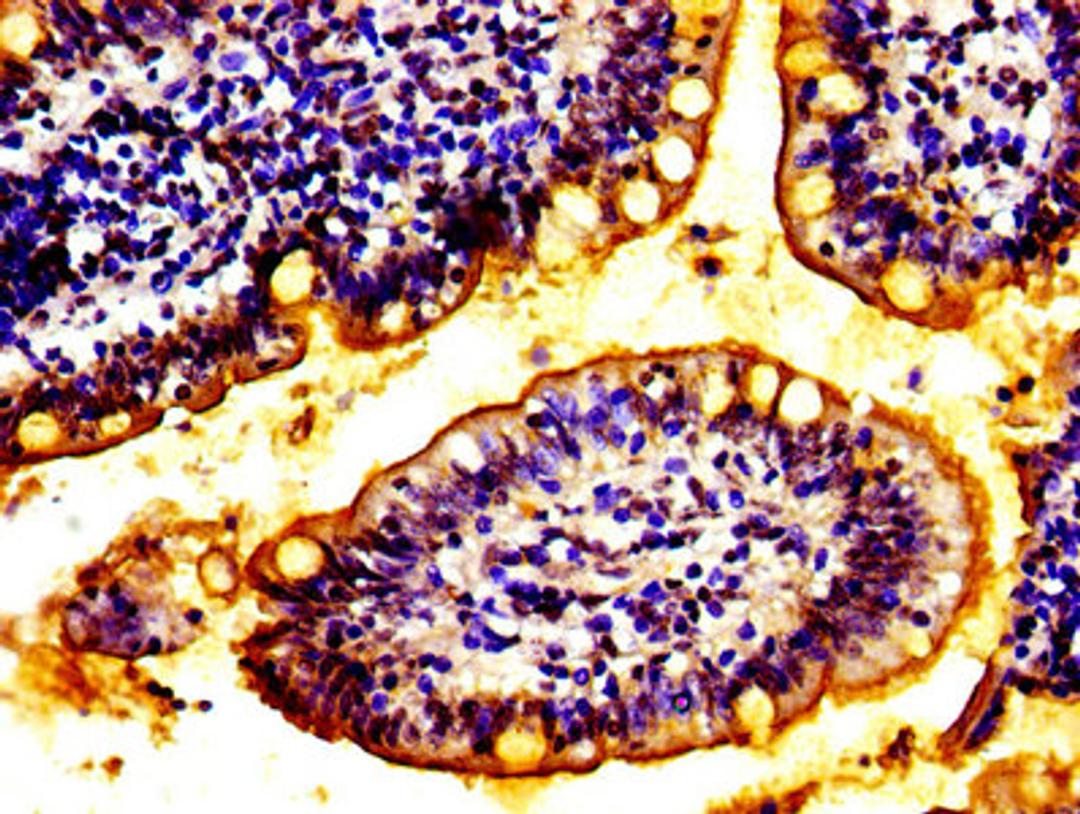 IHC image of CSB-PA873704LA01HU diluted at 1:100 and staining in paraffin-embedded human small intestine tissue performed on a Leica BondTM system. After dewaxing and hydration, antigen retrieval was mediated by high pressure in a citrate buffer (pH 6.0). Section was blocked with 10% normal goat serum 30min at RT. Then primary antibody (1% BSA) was incubated at 4&deg;C overnight. The primary is detected by a biotinylated secondary antibody and visualized using an HRP conjugated SP system.
