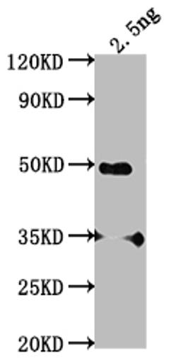 Western Blot. Positive WB detected in Recombinant protein. All lanes: SWD2 antibody at 1:2000. Secondary. Goat polyclonal to rabbit IgG at 1/50000 dilution. Predicted band size: 40.2 kDa. Observed band size: 46 kDa. 