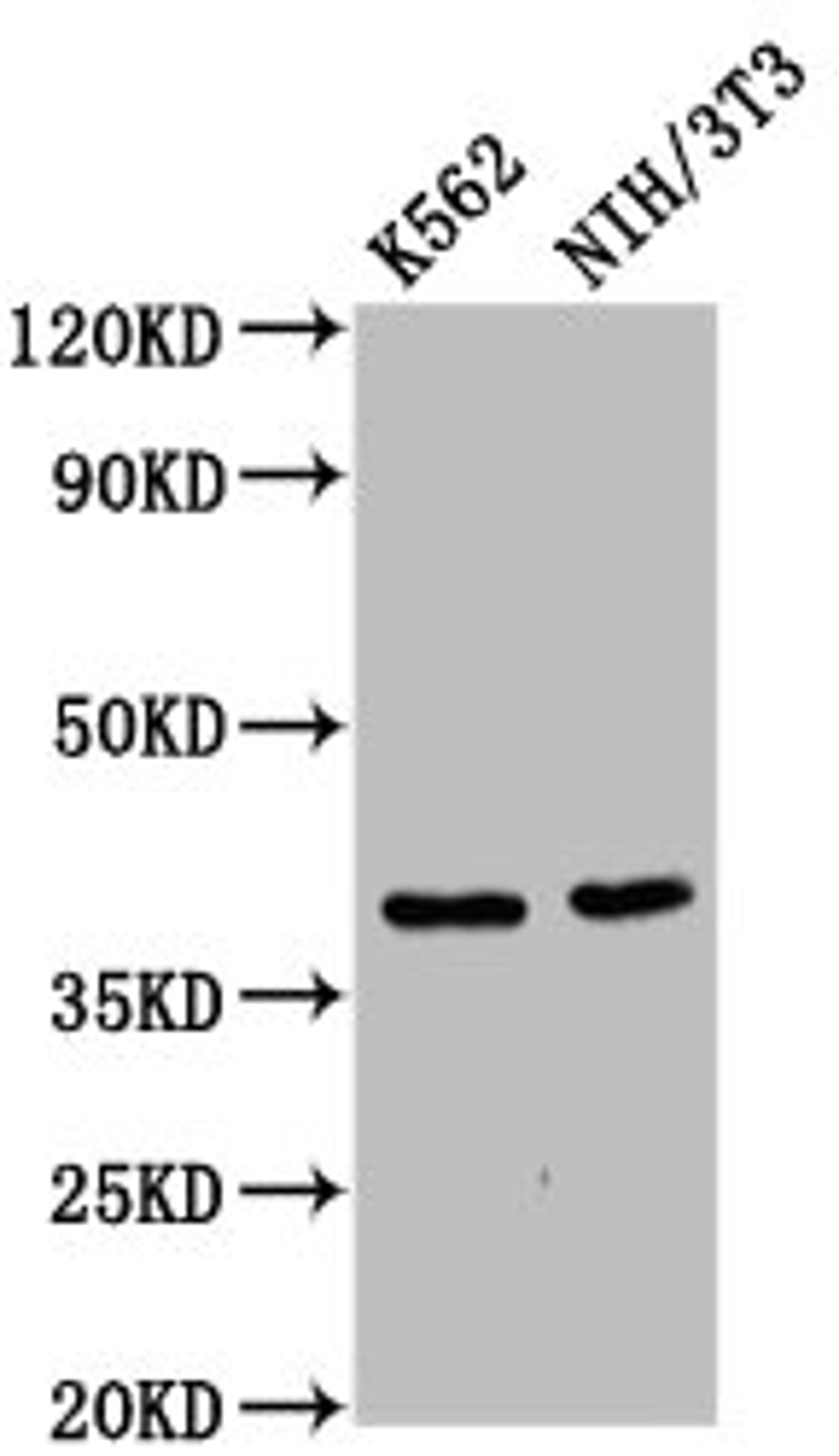 Western Blot. Positive WB detected in: K562 whole cell lysate, NIH/3T3 whole cell lysate. All lanes: ZNF367 antibody at 6µg/ml. Secondary. Goat polyclonal to rabbit IgG at 1/50000 dilution. Predicted band size: 39, 33 kDa. Observed band size: 39 kDa