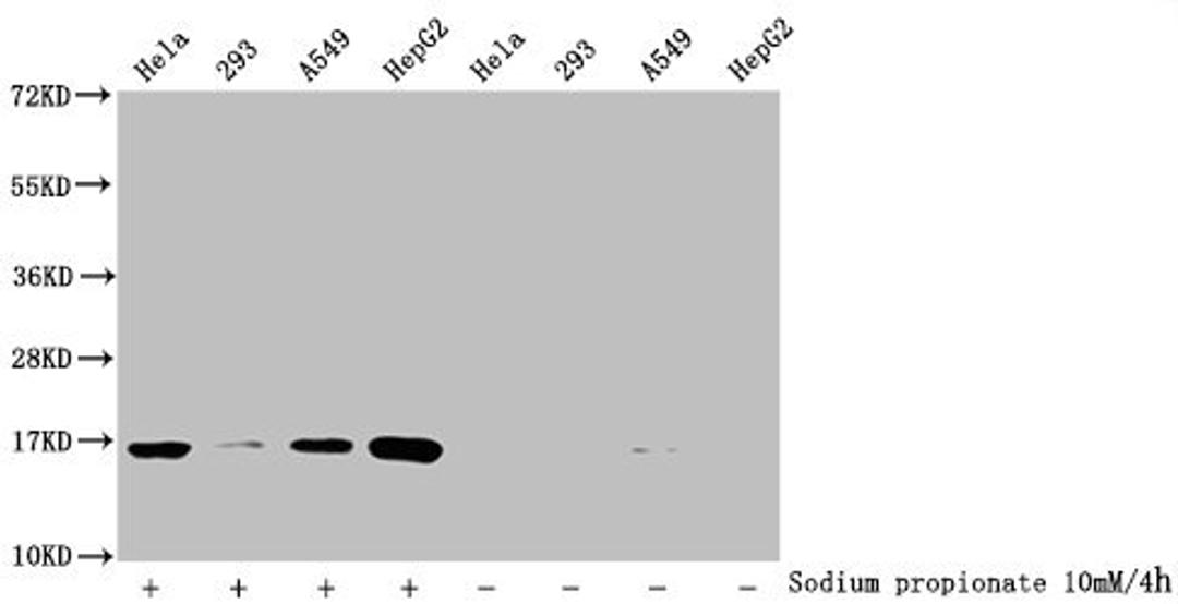 Western Blot. Detected samples: Hela whole cell lysate, 293 whole cell lysate, A549 whole cell lysate, HepG2 whole cell lysate; Untreated (-) or treated (+) with 10mM sodium propionate for 4h. All lanes: HIST1H3A antibody at 1:2000. Secondary. Goat polyclonal to rabbit IgG at 1/40000 dilution. Predicted band size: 16 kDa. Observed band size: 16 kDa