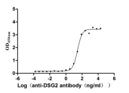 The Binding Activity of DSG2 with anti-DSG2 antibody. Activity: Measured by its binding ability in a functional ELISA. Immobilized Human DSG2 (CSB-MP622752HU) at 2 μg/mL can bind Anti-DSG2 recombinant antibody，the EC<sub>50</sub> is 20.26-38.00 ng/mL.