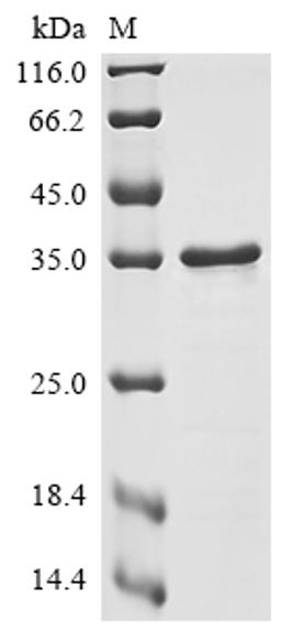 (Tris-Glycine gel) Discontinuous SDS-PAGE (reduced) with 5% enrichment gel and 15% separation gel.